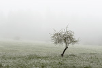 Tree im Fog / Baum im Nebel